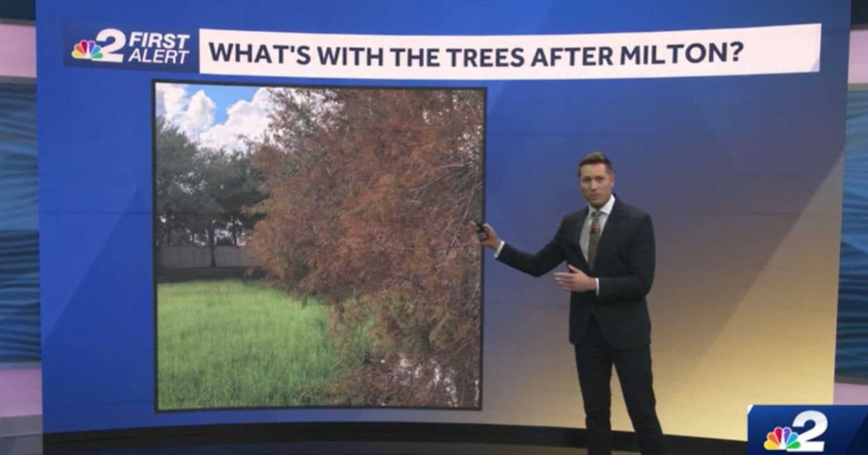 Why are so many trees turning brown after Hurricane Milton?