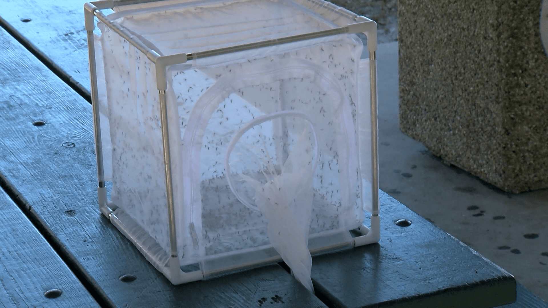 Collier County launches sterile insect program to combat disease-carrying mosquitoes