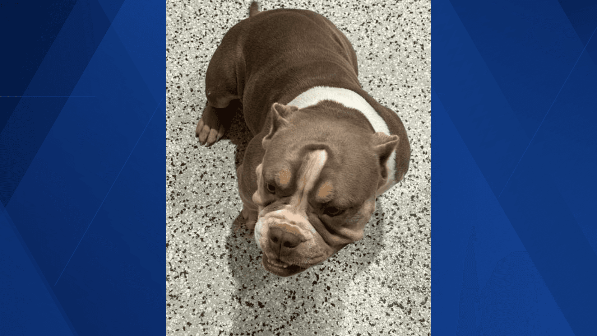 Bonita Springs Fire Control search for missing dogs' owner