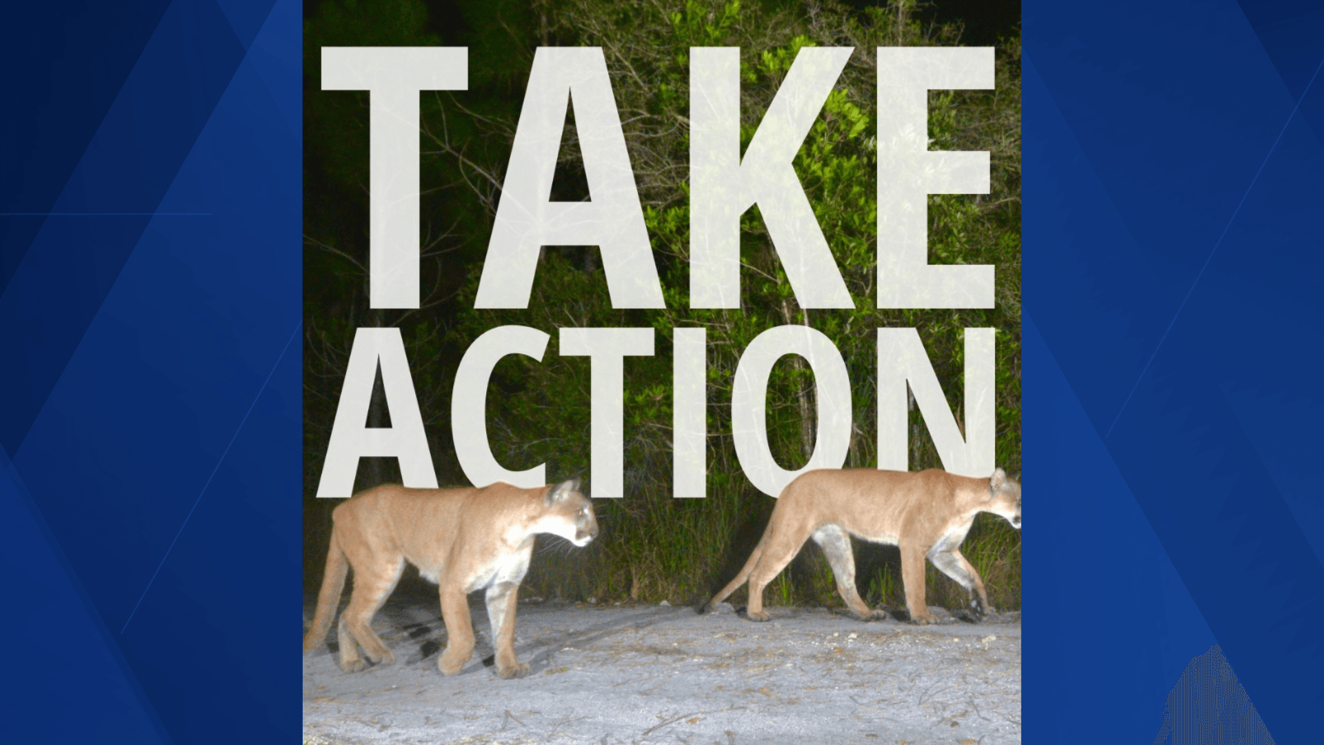 Conservancy of Southwest Florida seeks public support to protect endangered panther from development threat