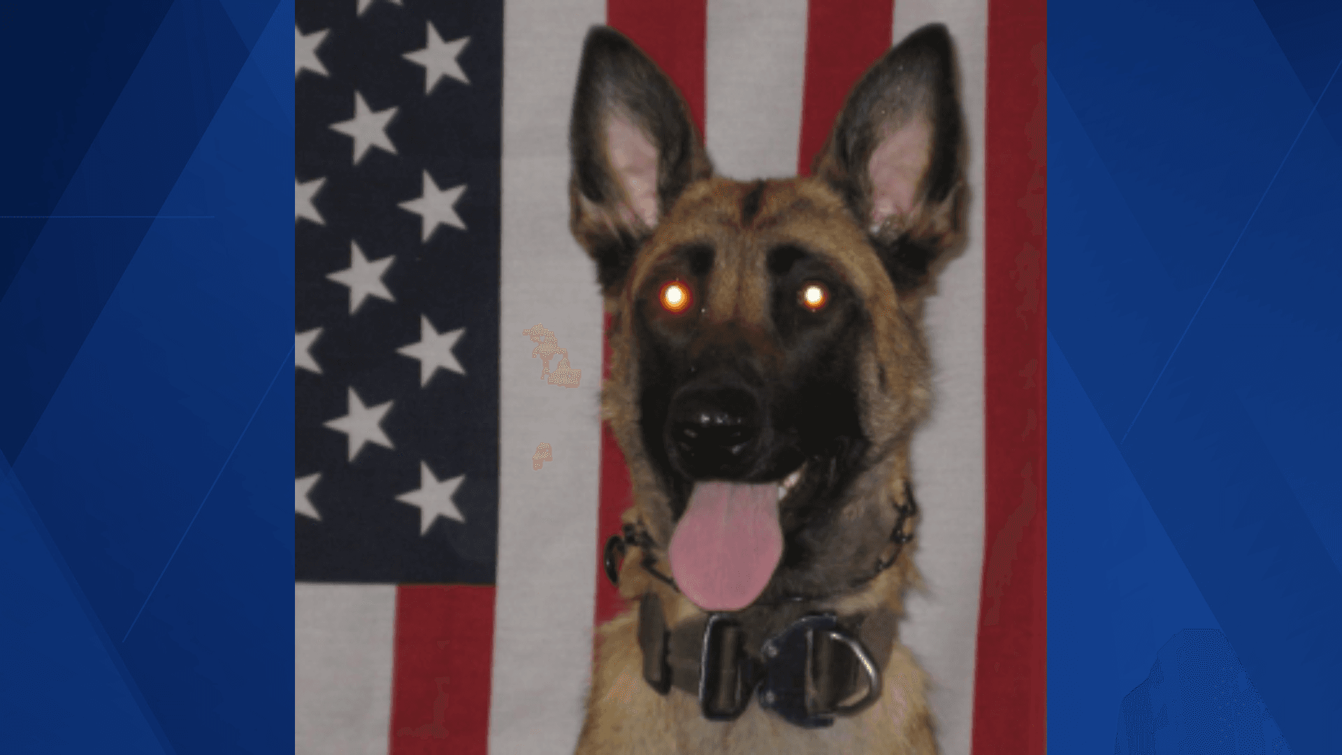 DeSoto County Sheriff's Office K9 Kita tracks down suspect hiding in orange grove
