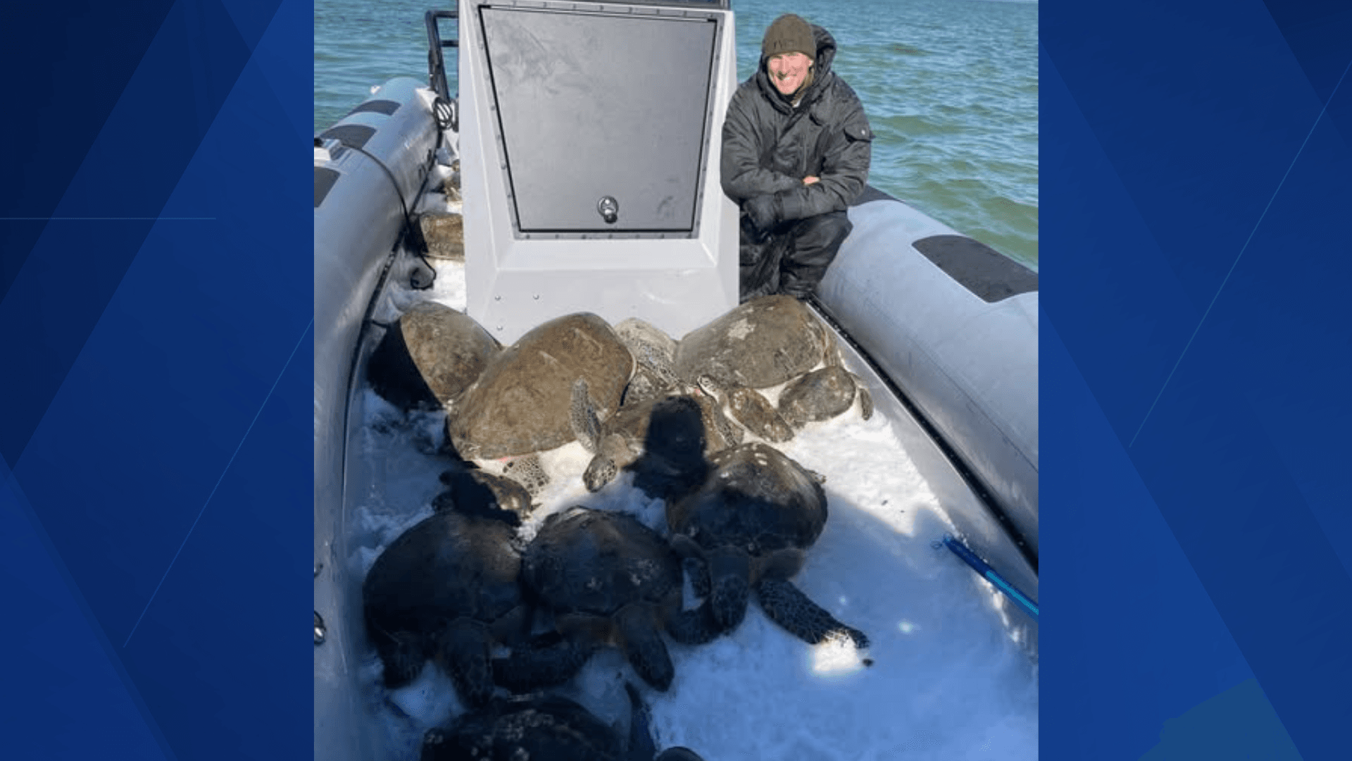 Thirty sea turtles rescued from near-freezing Florida water during historic cold weather