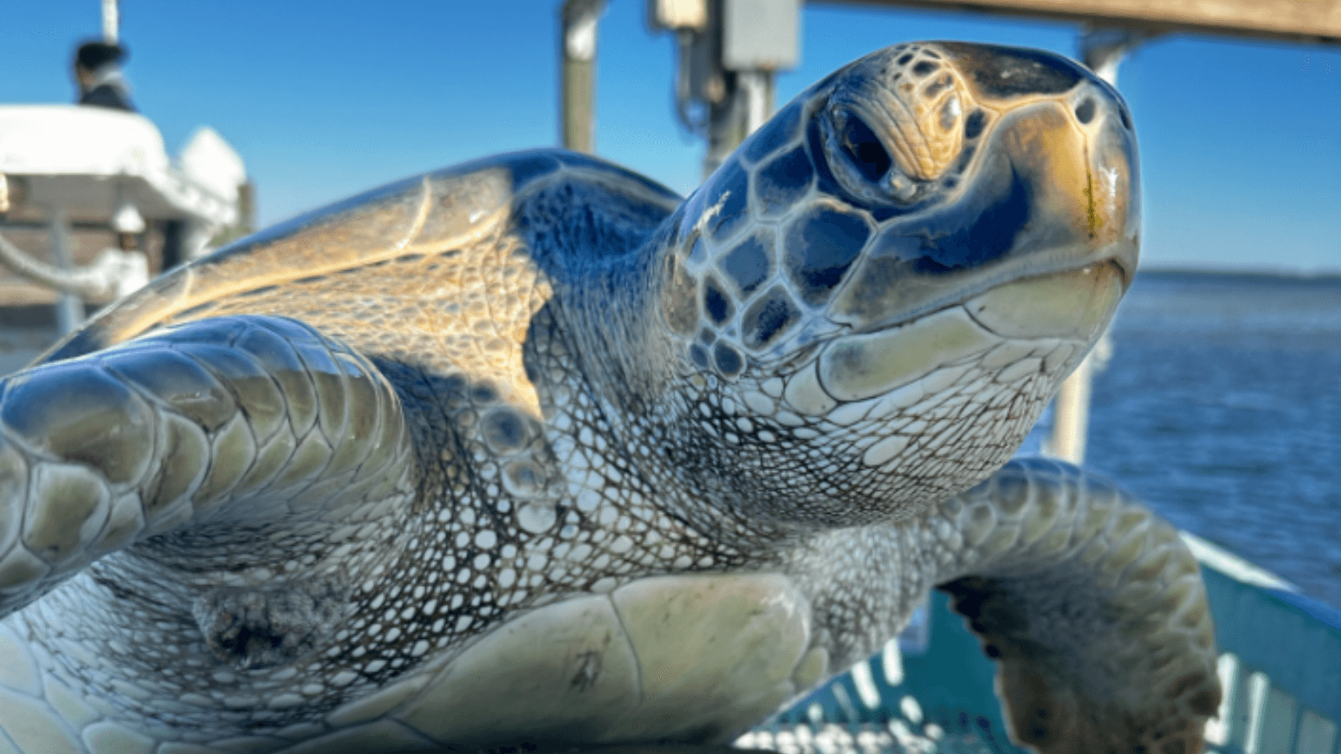 More than 1,200 cold-stunned sea turtles rescued last week along Florida’s northern coast