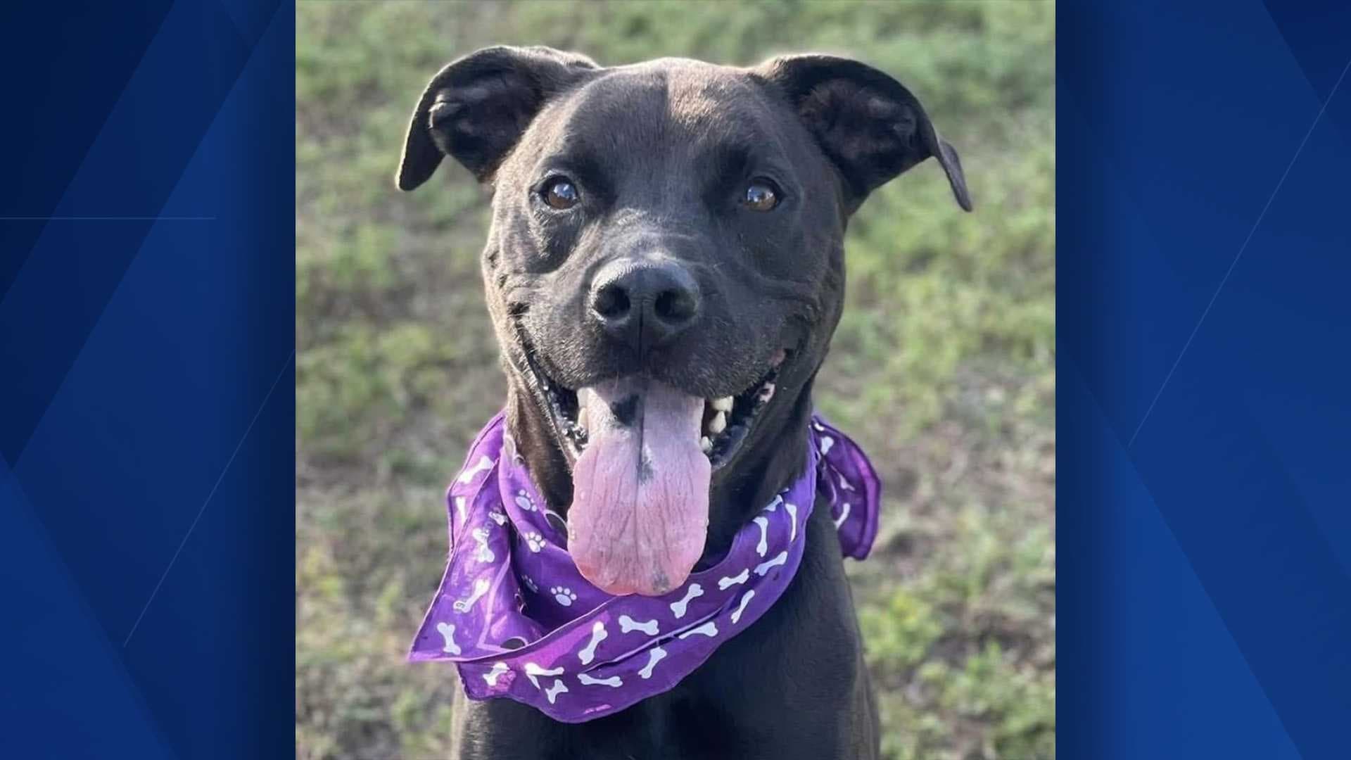 'Mutts & Meows' with Gulf Coast Humane Society: Meet Jack