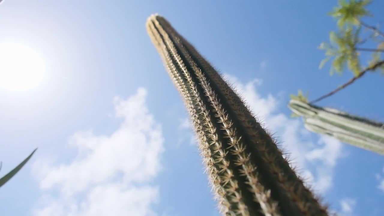 Botanists discover first-ever species to become extinct in U.S. due to climate change