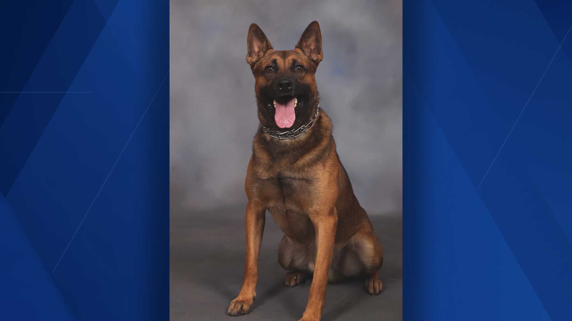 Charlotte County Sheriff's Office mourning death of beloved K-9 Scar