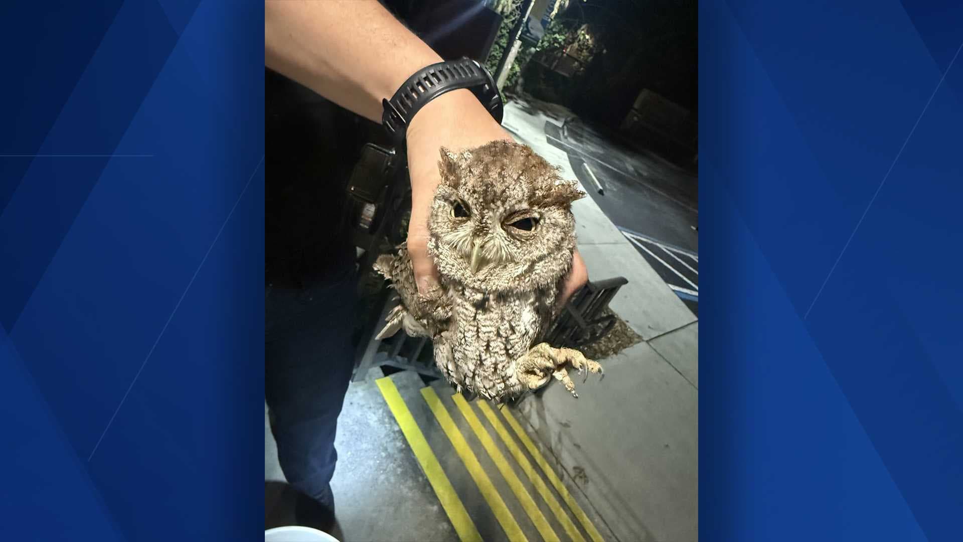 Injured owl rescued by Naples police officers near station
