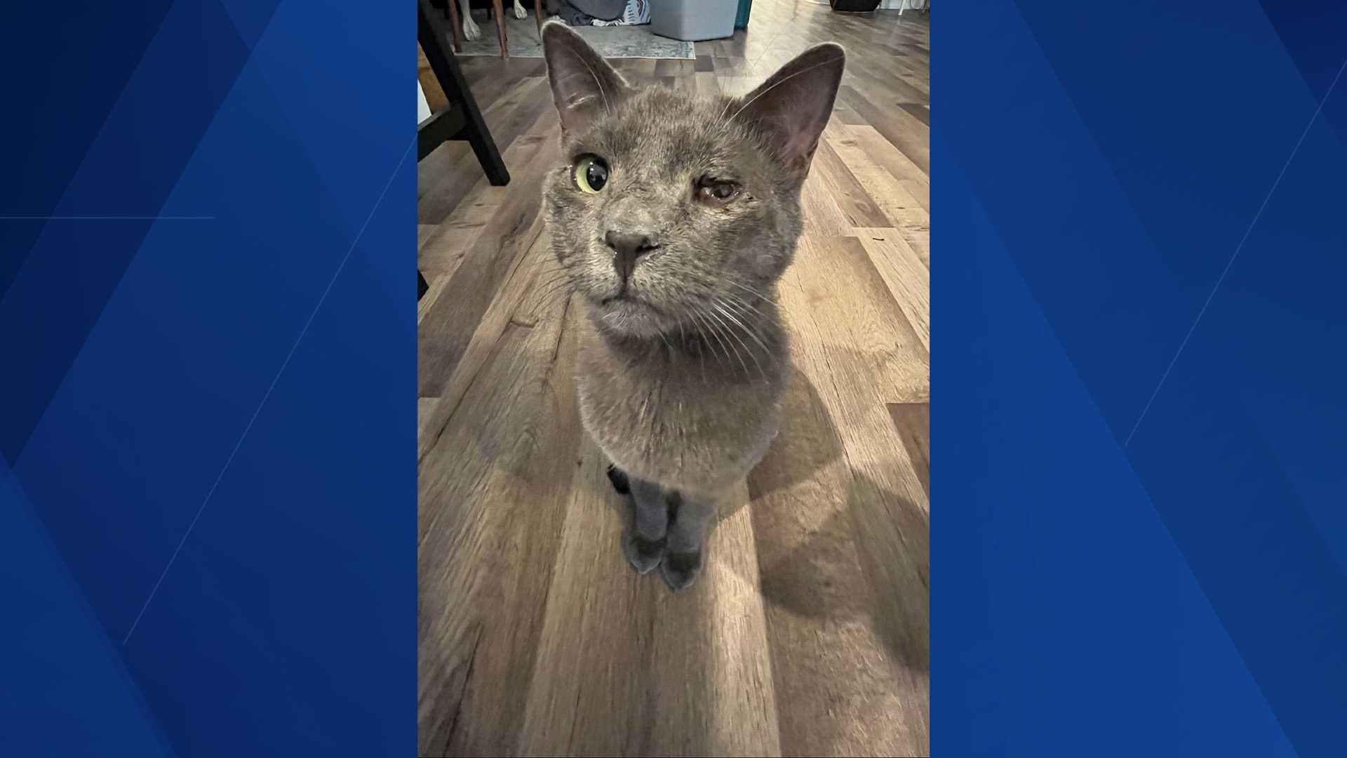 Cat euthanized after 2 hours at Lee County Domestic Animal Services