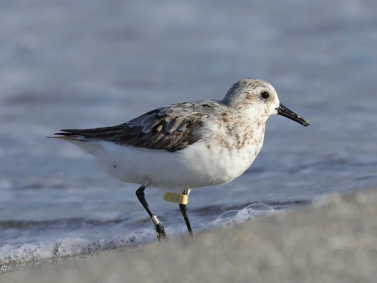 Migratory Sanderling resighted on Sanibel Island