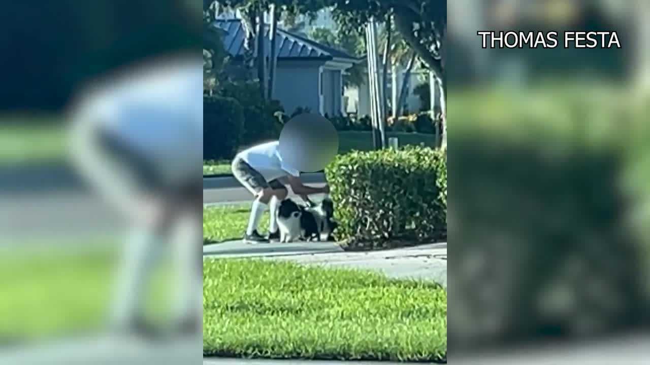 Video alleging dog abuse sparks investigation