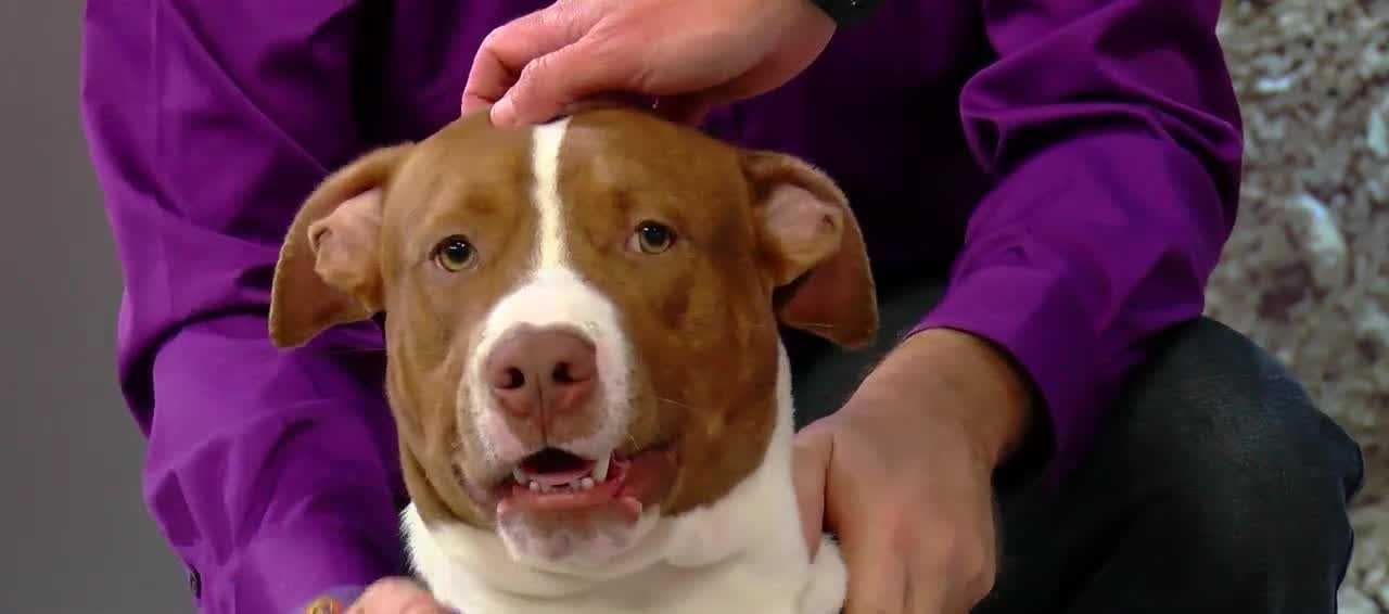 Mutts & Meows: Adopt The Sweetest Skipper