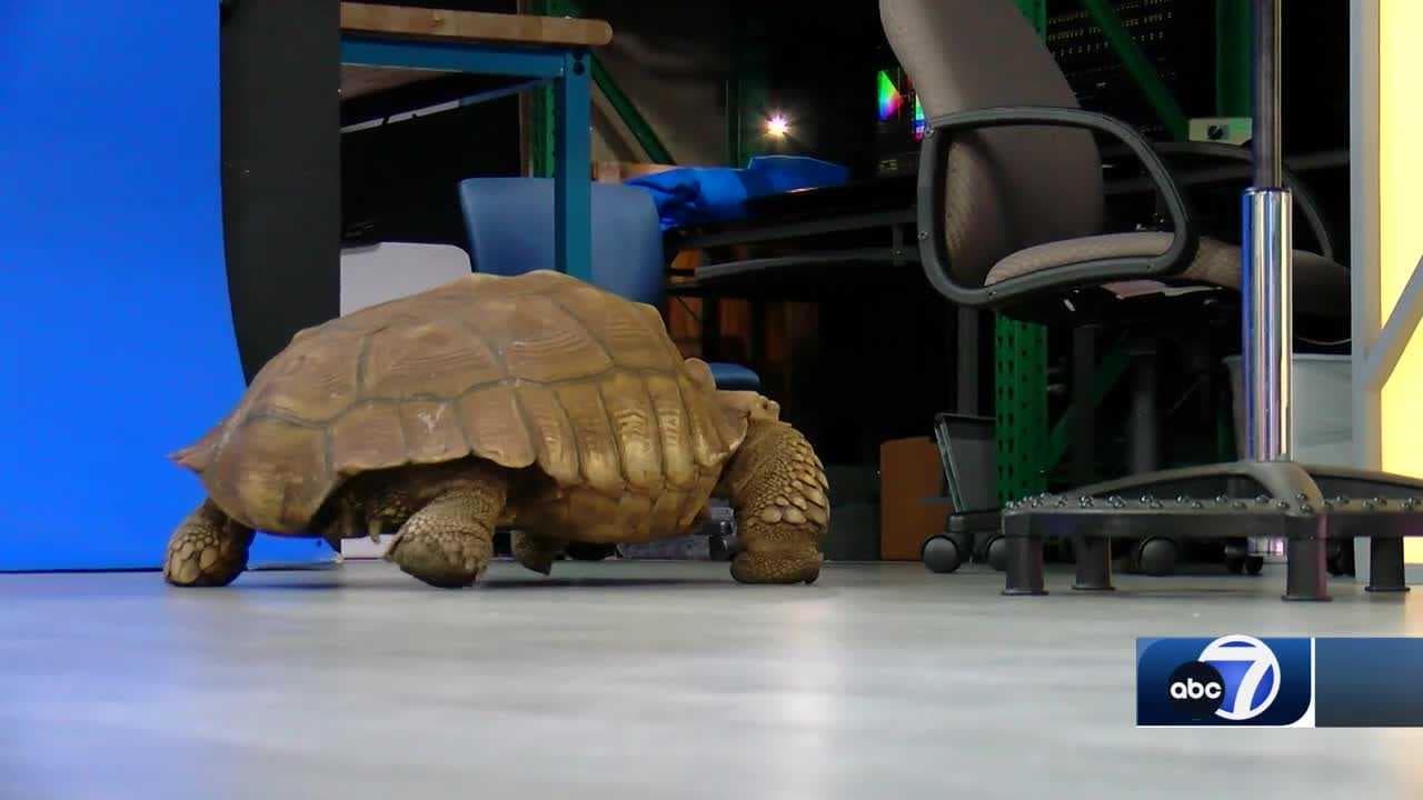 Creature Feature: African spurred tortoise