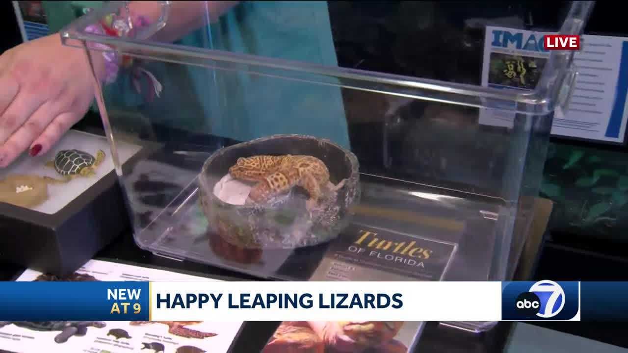 IMAGINE THAT: World Lizard Day
