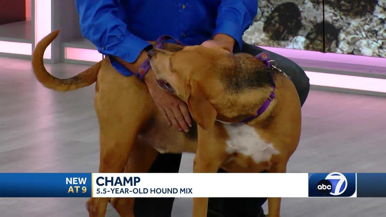 Mutts & Meows: Adopt Champ