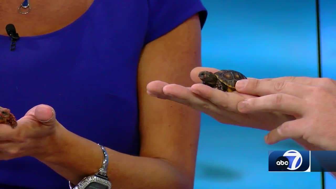 Creature Feature: Red-Footed Tortoises