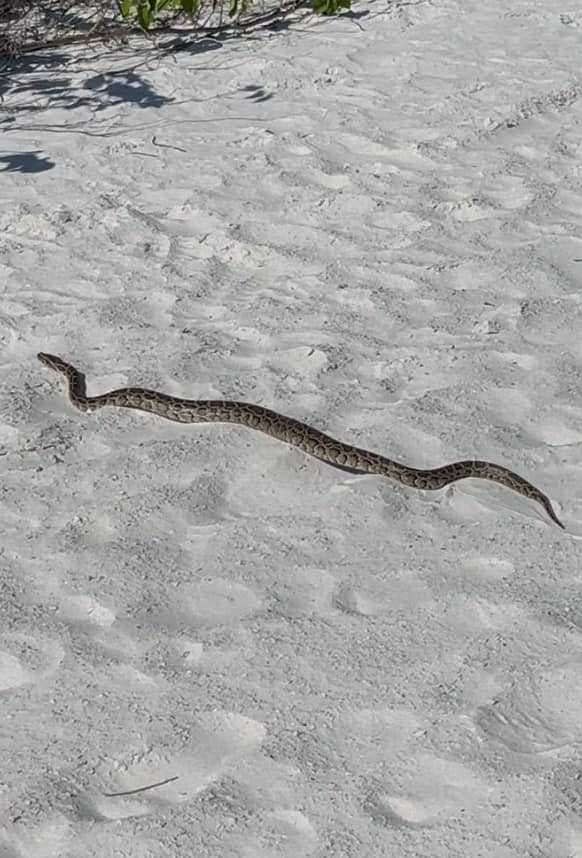 8-foot python spotted at Tigertail Beach on Marco Island