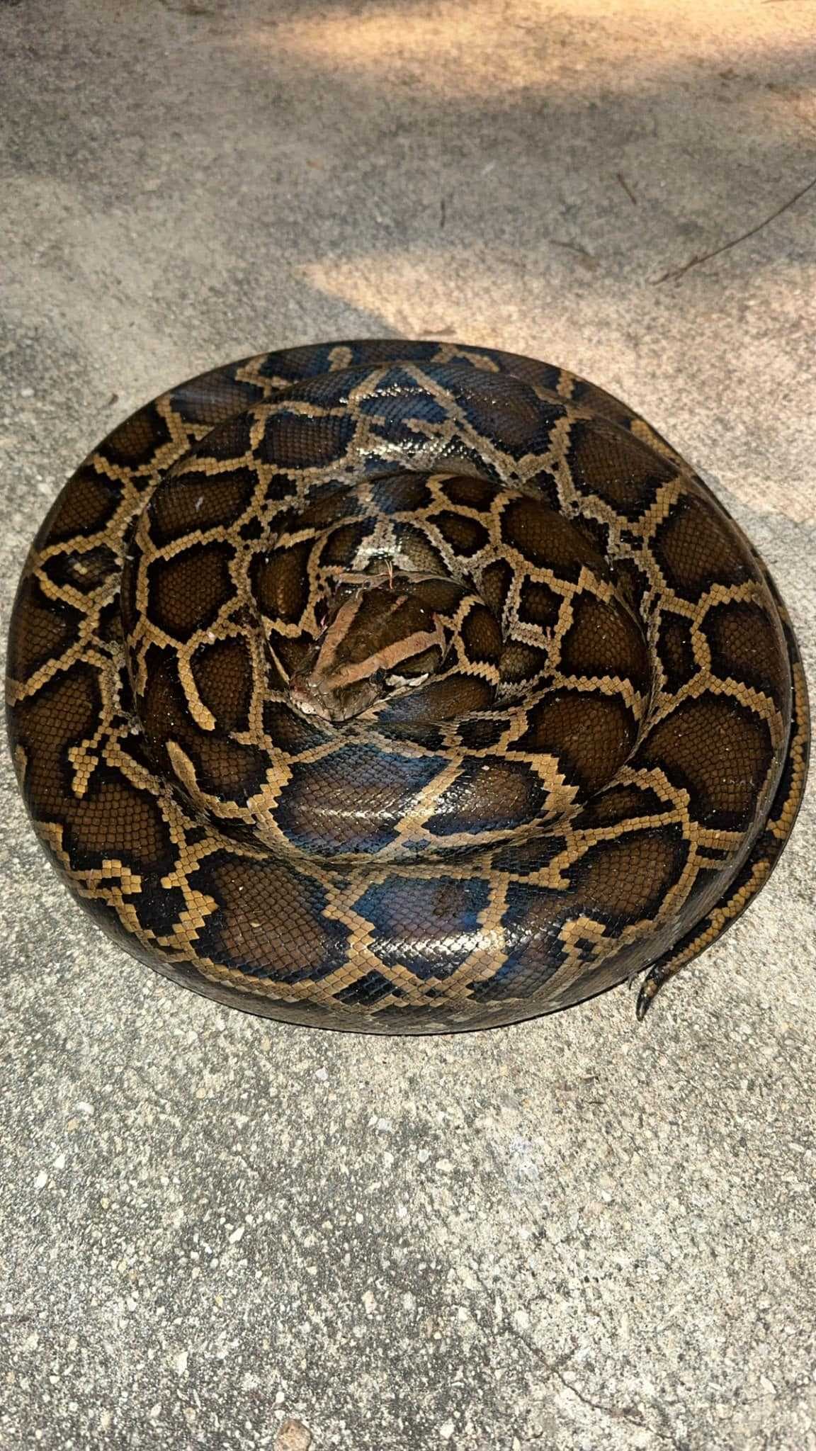 7-foot Burmese python spotted and dispatched at Goodland park
