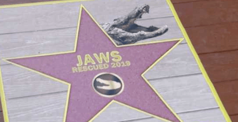 Alligator Walk of Fame coming to Orlando this Summer