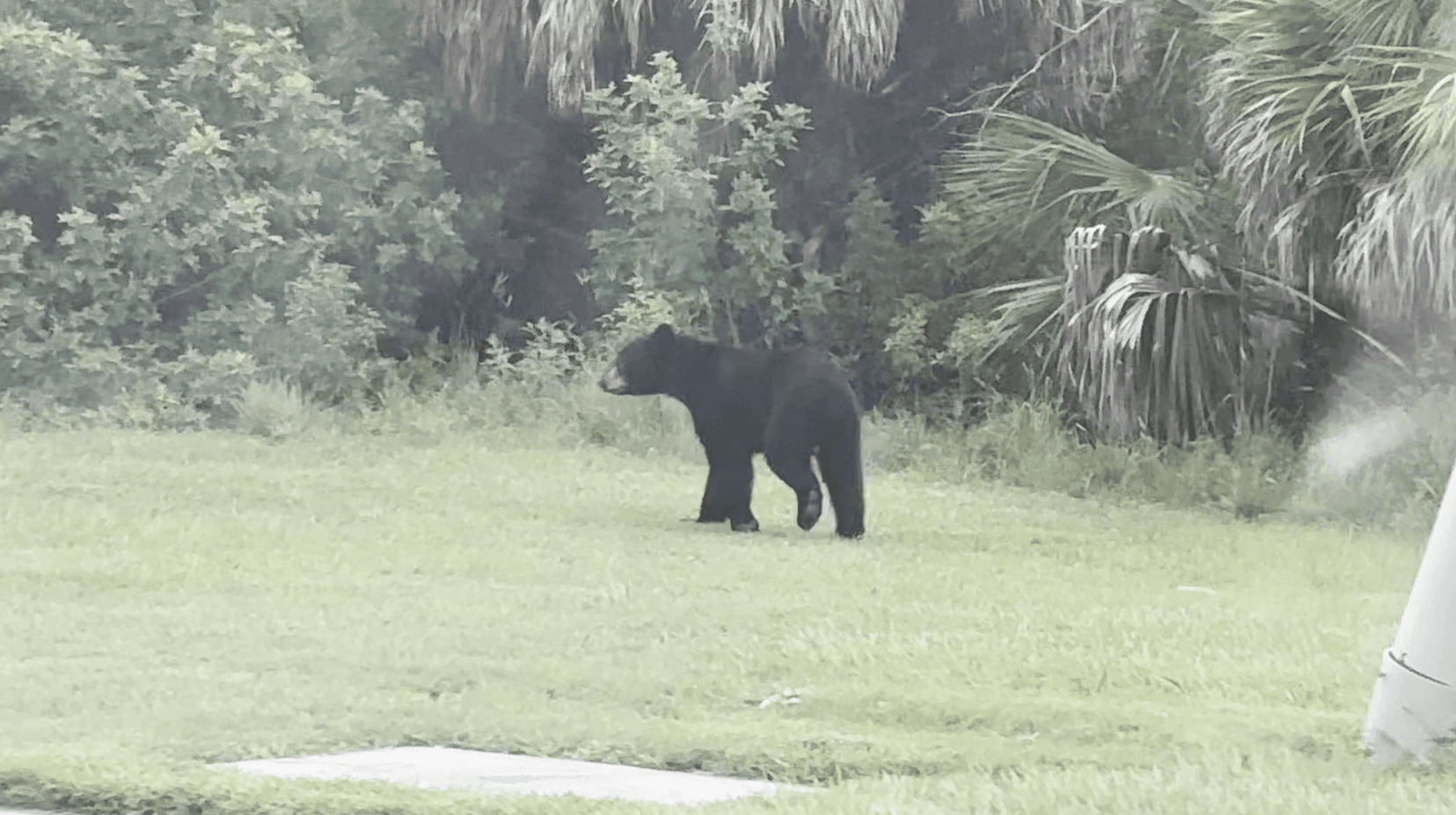 Bear gaining popularity in Gateway neighborhood