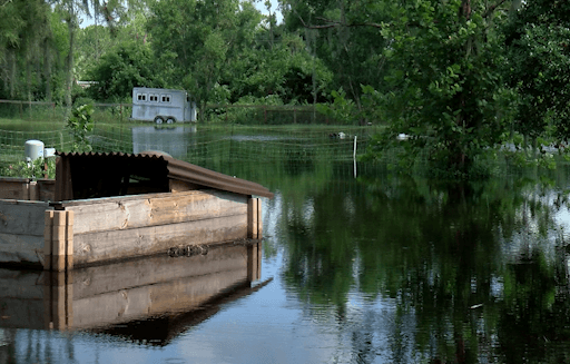 Golden Gate Estates farm still flooded with 2 feet of water from Tropical Storm Debby