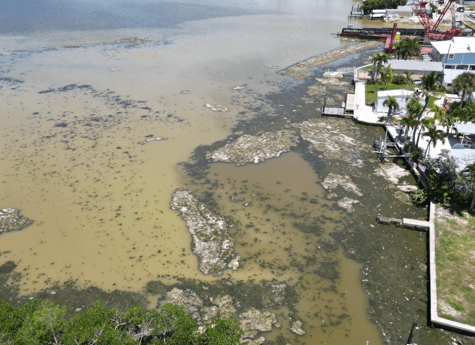Fish Kill reported in Matlacha Pass: Hypoxic conditions expected