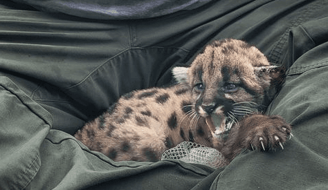 Florida Fish and Wildlife Research Institute assesses panther kittens