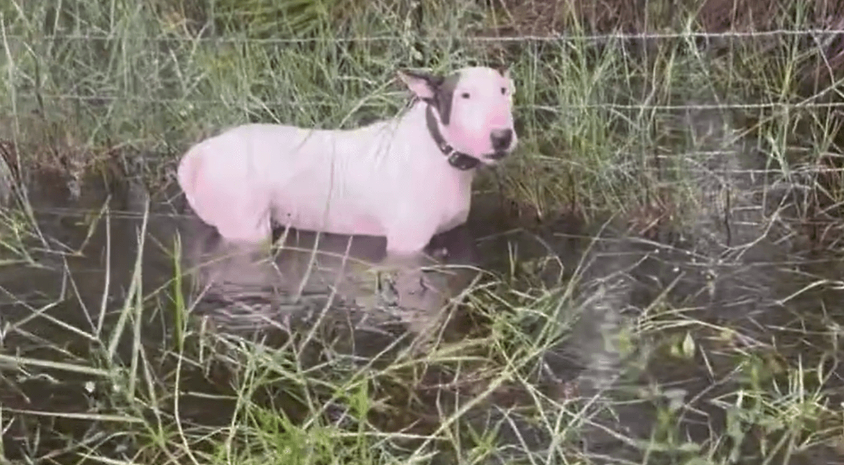 Heartbreaking video: Dog tied to pole along Florida highway amid Milton evacuations