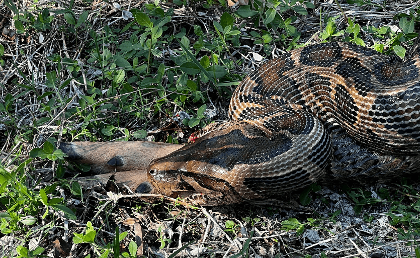 New study finds Burmese pythons can eat bigger prey than scientists realized