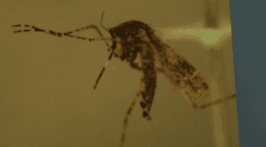 Collier County Mosquito Control District discovers new disease-carrying species