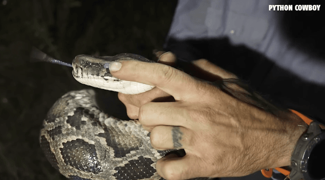 Blind dog helps Burmese python hunter boost success on Florida's east coast