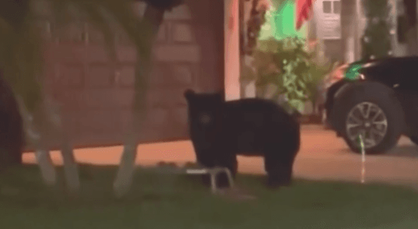 Bear spotted stealing Christmas presents in Estero gated community