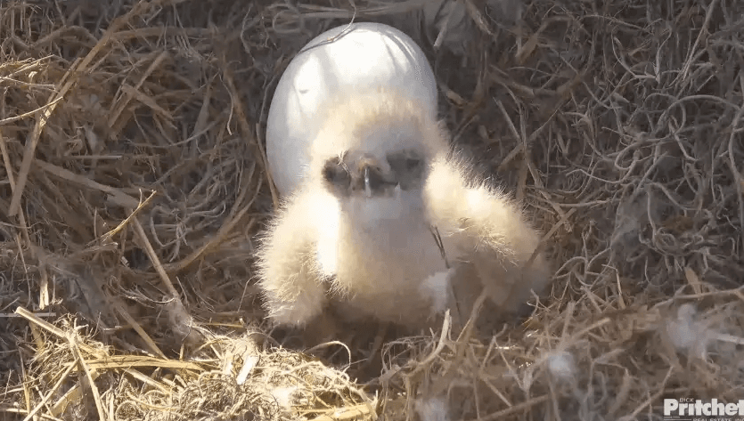 CROW reveals bird flu as cause of death for eaglets E24 and E25