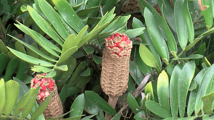 Killer palms: The toxic threat hidden in your backyard