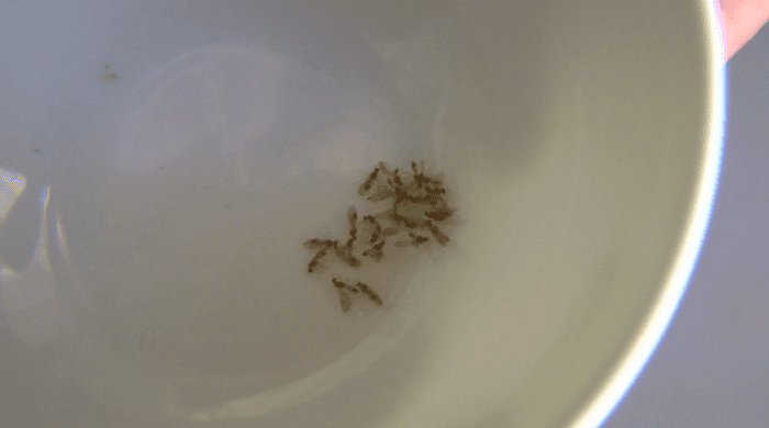 Flying ant swarms invade Golden Gate Estates after first rain