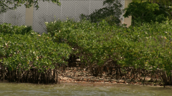Dock proposal in Chokoloskee raises concerns over safety, aesthetics and preservation