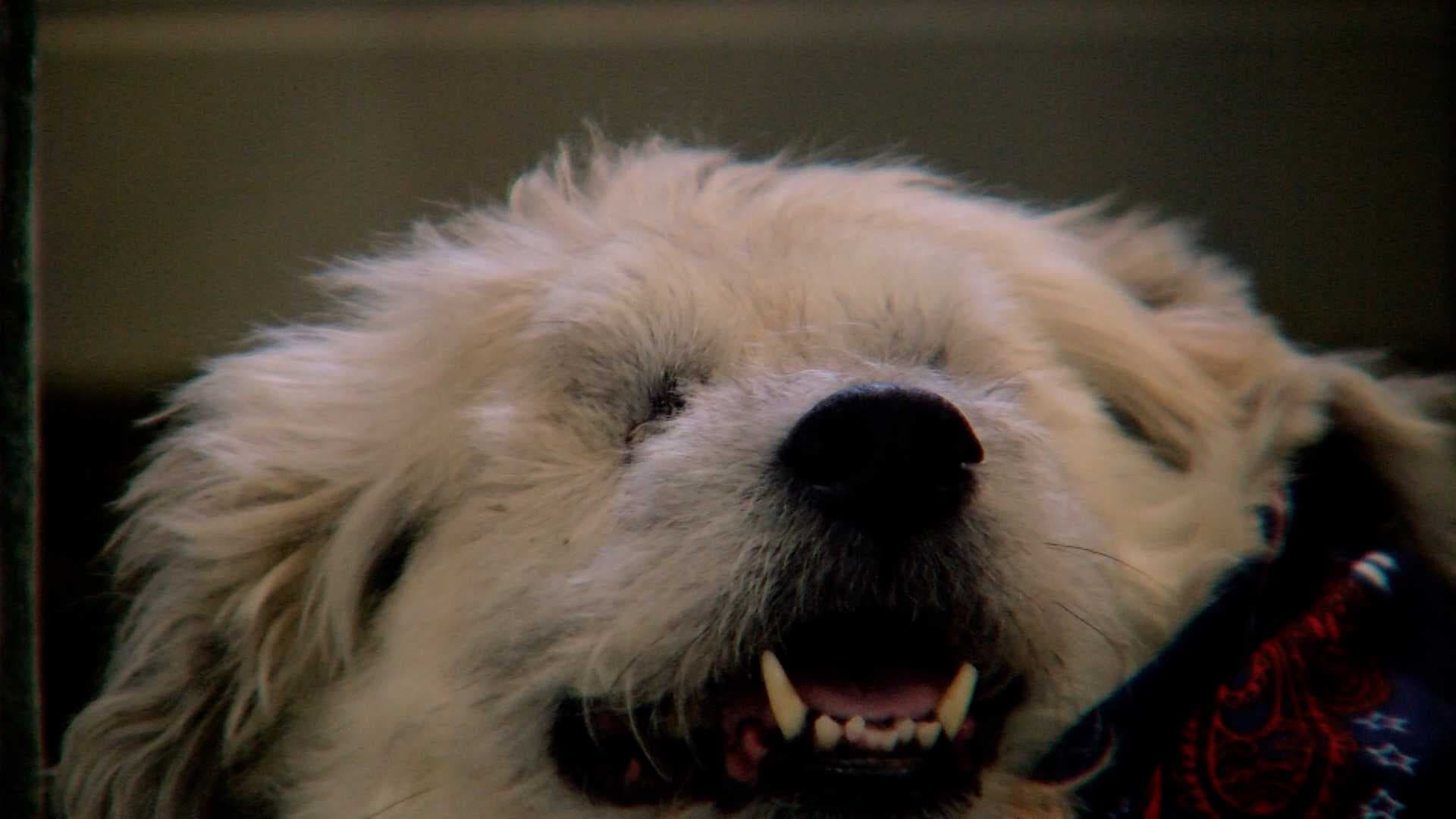 'It gives her purpose': Blind shelter dog finds home with Cape Coral senior