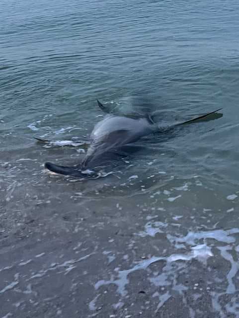 Dead hammerhead shark with hook in its mouth washes up on Wiggins Pass Beach