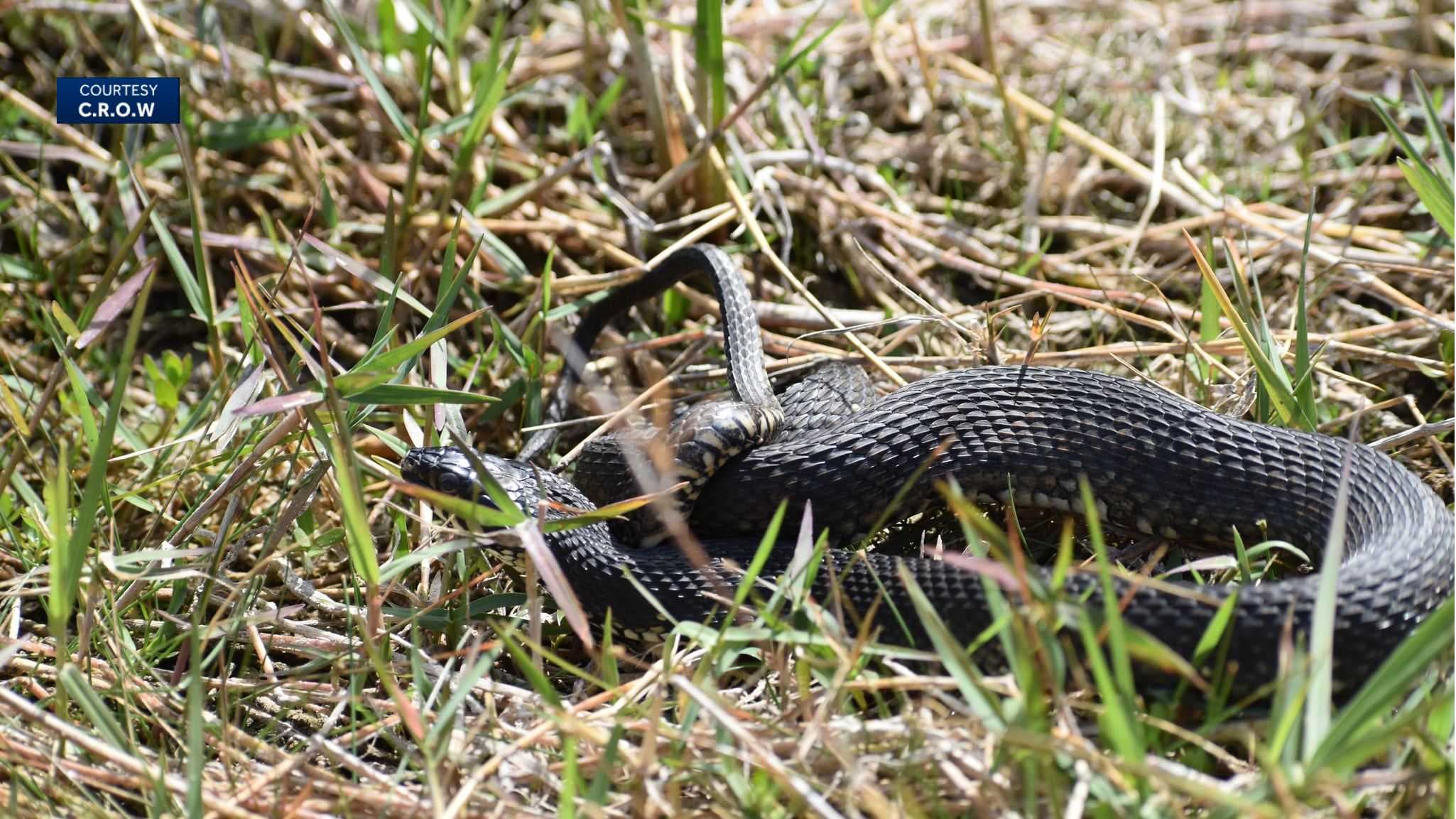 Clinic for the Rehabilitation of Wildlife saves snake struck by car