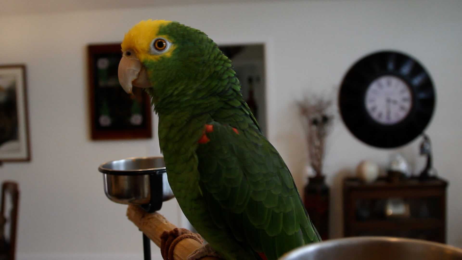 Venice guitarist has unusual singing partner: His parrot