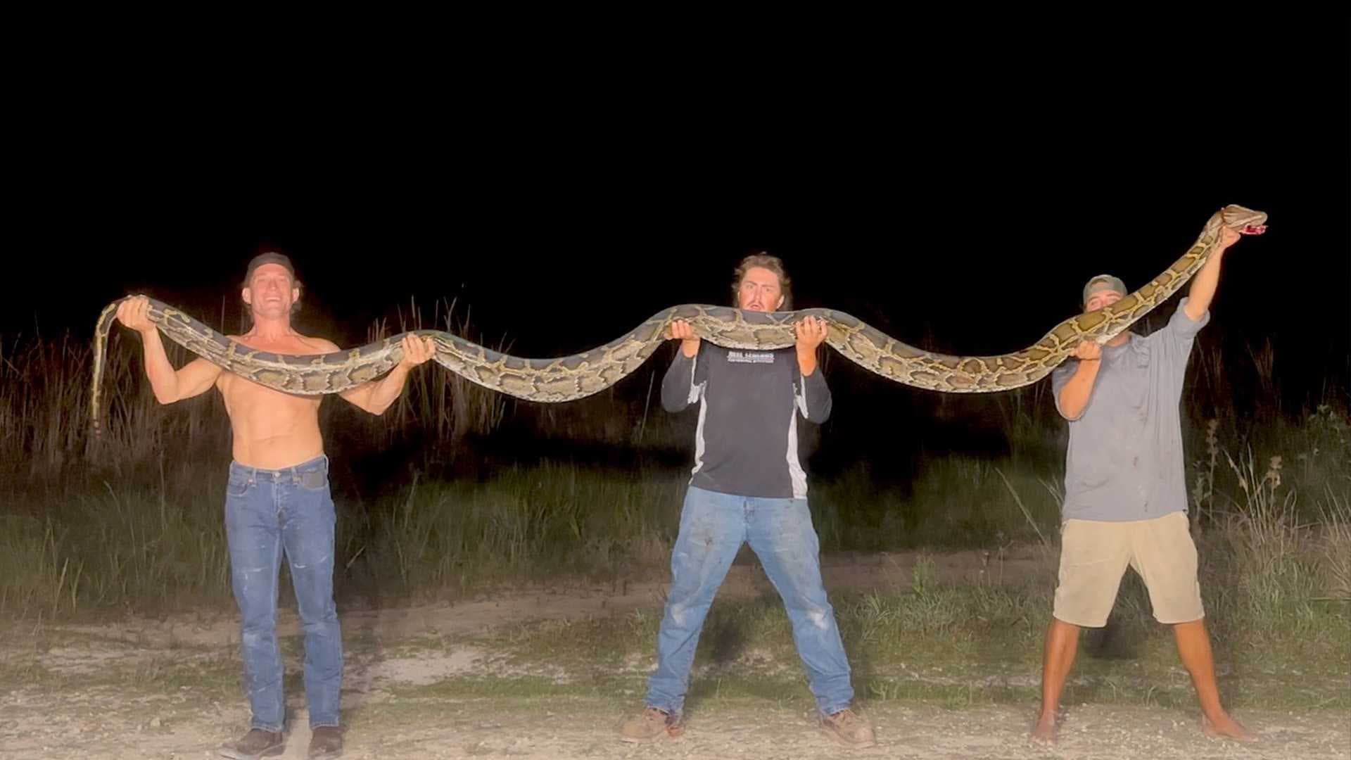 Trio of trappers capture massive 16-foot Burmese python in Everglades City