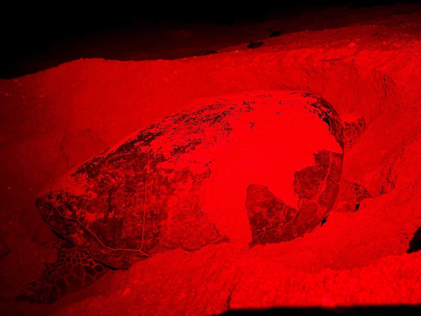 First green sea turtle nest of 2025 documented on Sanibel by returning turtle Dellora