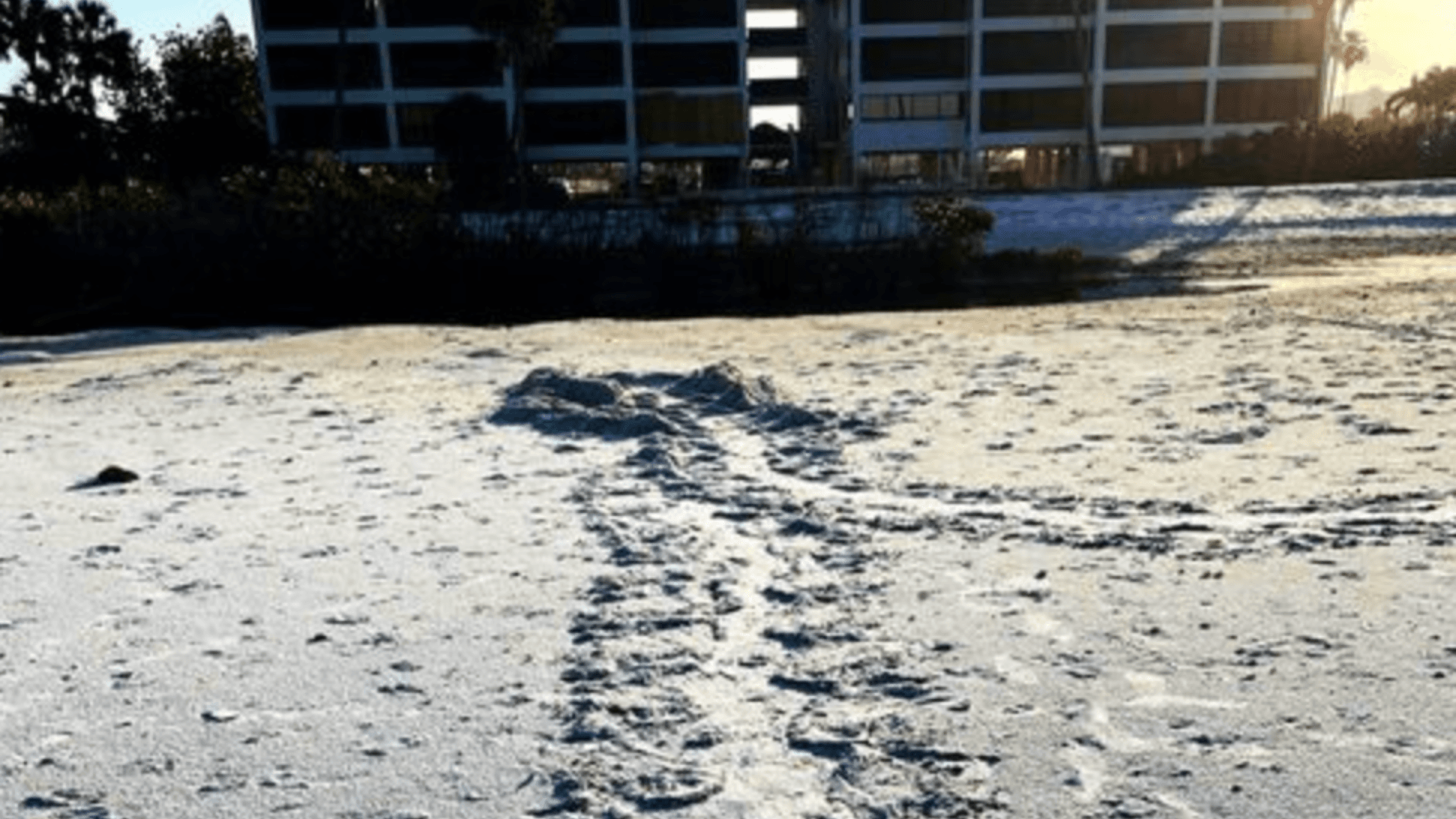FWC releases sea turtle nesting totals across Florida