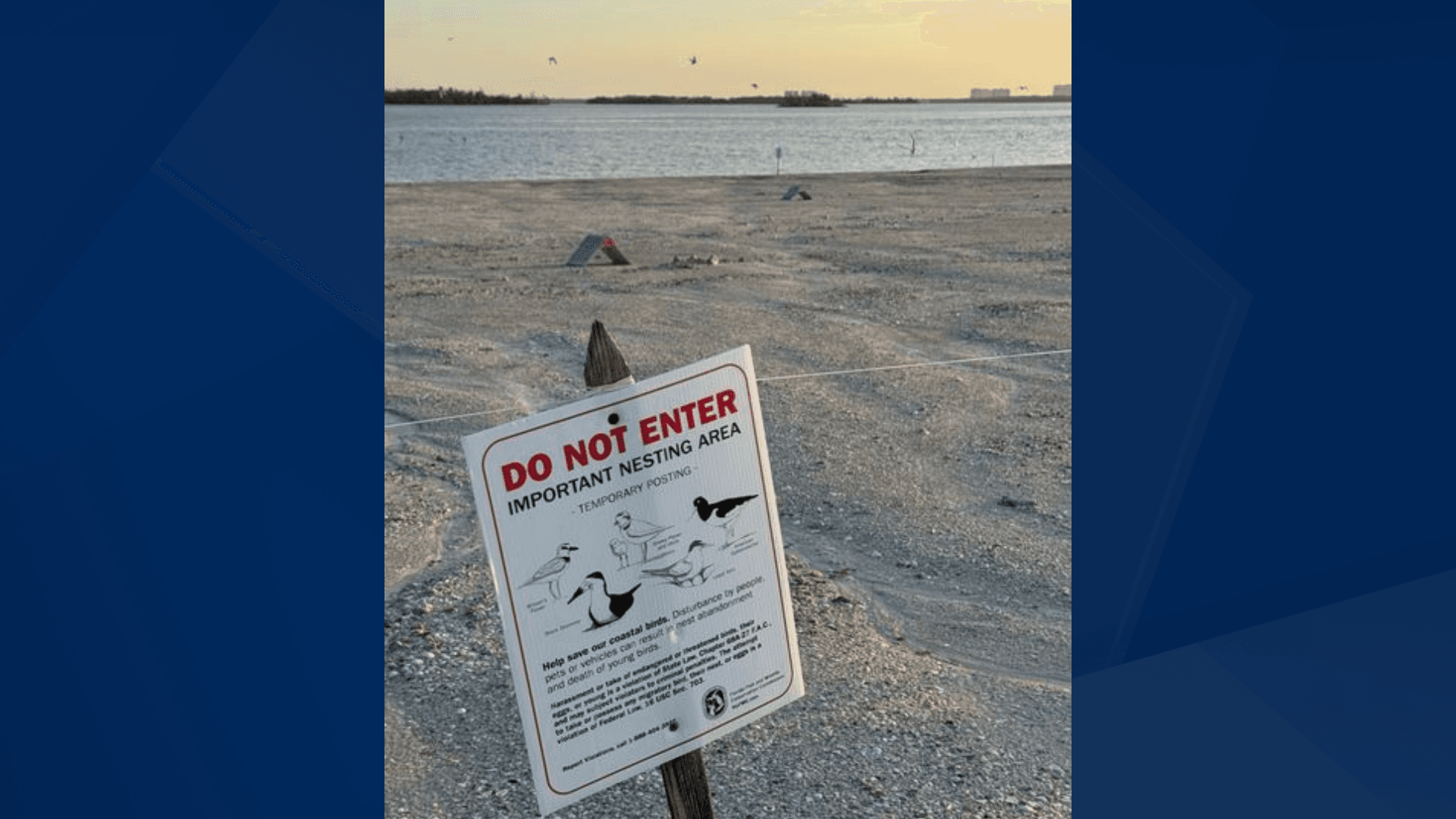 Least Terns provided 'birdhouses' for nesting on Sanibel Causeway
