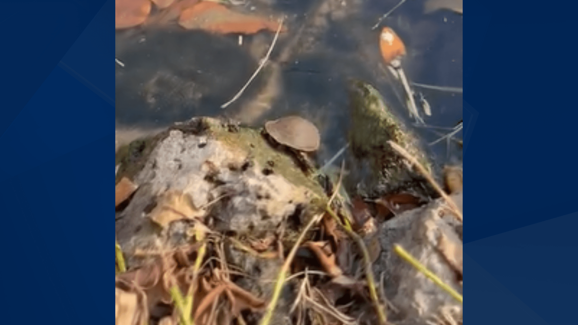 Lone survivor: Baby softshell turtle given chance at life