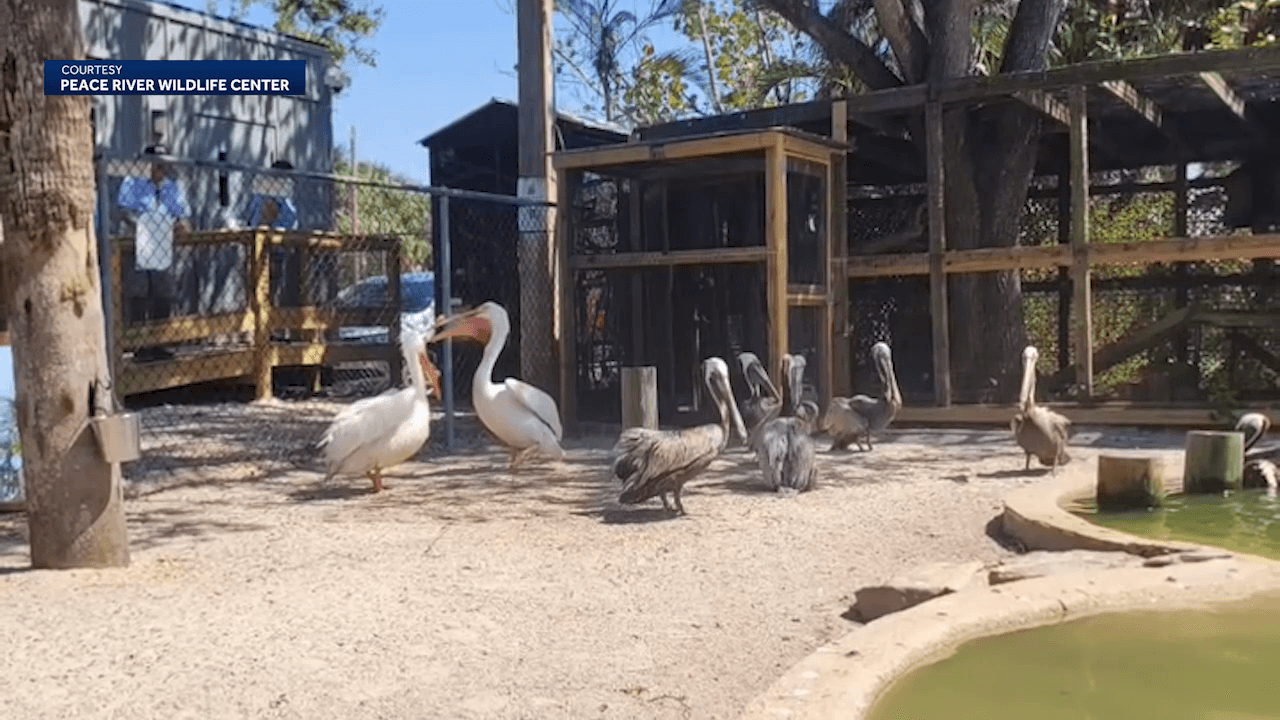 Pelicans return to Peace River Wildlife Center after hurricane recovery