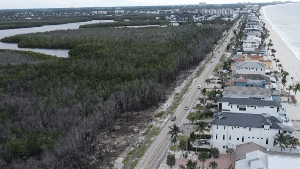Fire hazard fears loom in Bonita Beach as dead mangroves pile up post-Ian