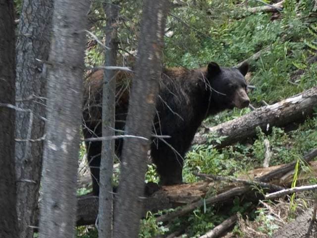 Bear hunt: Permit lottery draws 160K applications amid unlikely protest